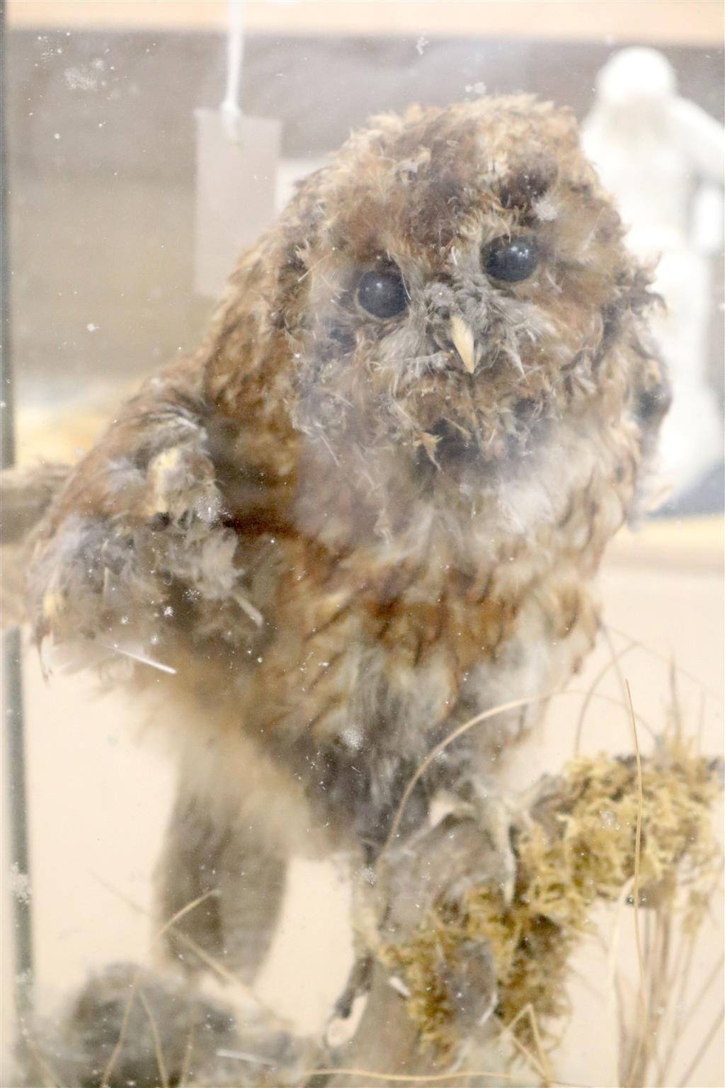 A taxidermic owl, in glazed case, overall height 48cm